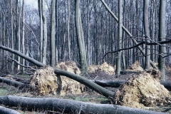 1973_pm_Storm Brings Trees Down Ahden Site March